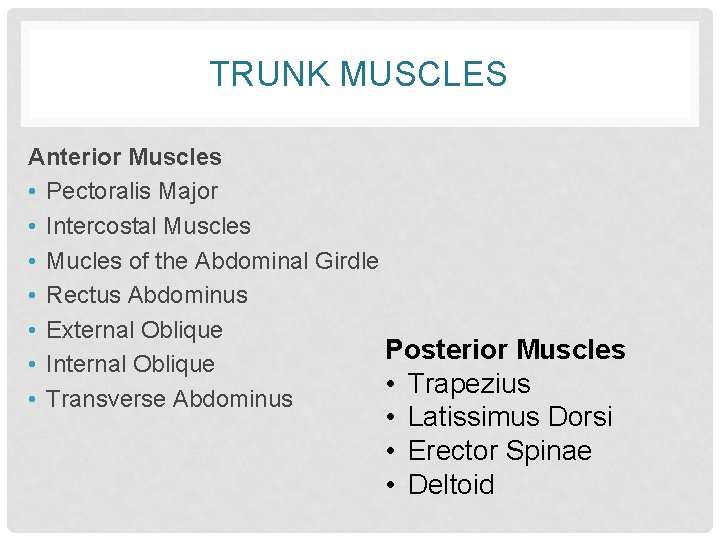 TRUNK MUSCLES Anterior Muscles • Pectoralis Major • Intercostal Muscles • Mucles of the