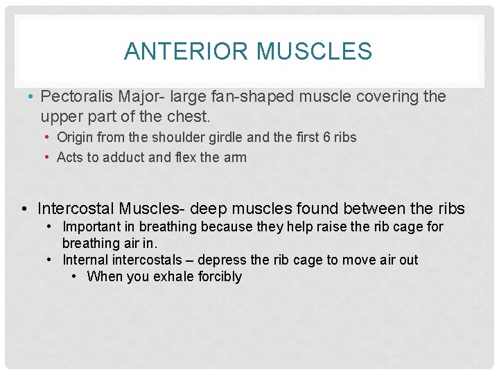 ANTERIOR MUSCLES • Pectoralis Major- large fan-shaped muscle covering the upper part of the