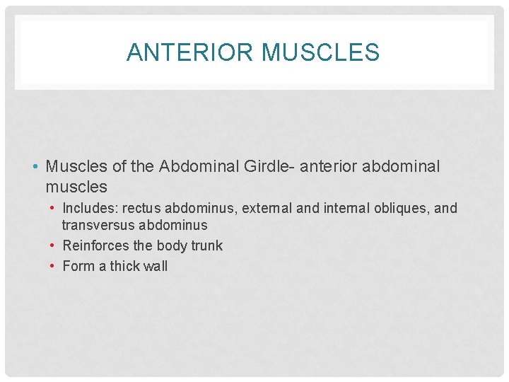 ANTERIOR MUSCLES • Muscles of the Abdominal Girdle- anterior abdominal muscles • Includes: rectus