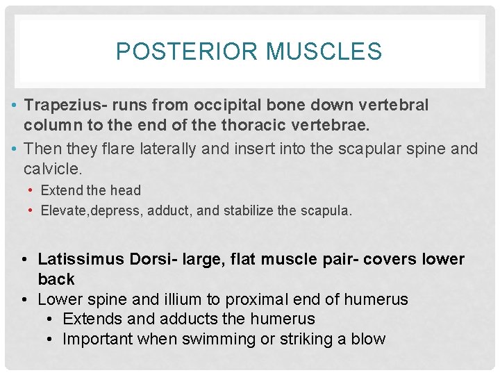 POSTERIOR MUSCLES • Trapezius- runs from occipital bone down vertebral column to the end