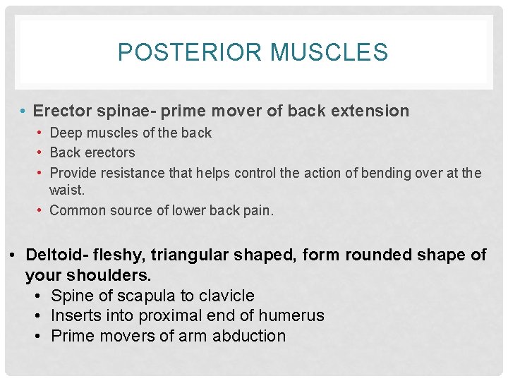 POSTERIOR MUSCLES • Erector spinae- prime mover of back extension • Deep muscles of