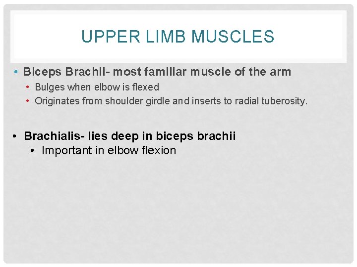 UPPER LIMB MUSCLES • Biceps Brachii- most familiar muscle of the arm • Bulges