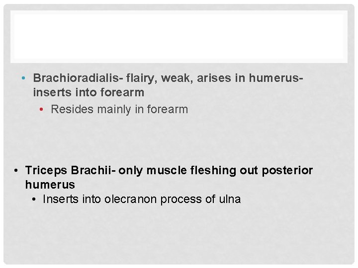  • Brachioradialis- flairy, weak, arises in humerusinserts into forearm • Resides mainly in
