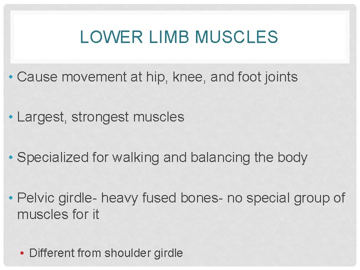 LOWER LIMB MUSCLES • Cause movement at hip, knee, and foot joints • Largest,