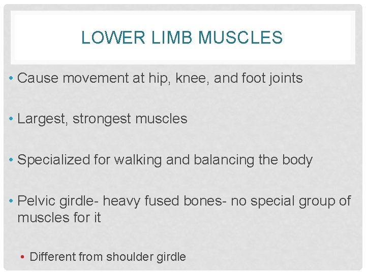 LOWER LIMB MUSCLES • Cause movement at hip, knee, and foot joints • Largest,