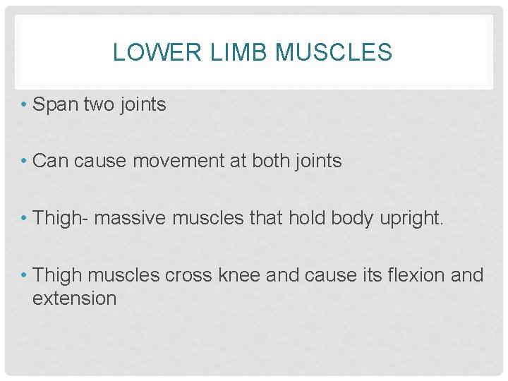 LOWER LIMB MUSCLES • Span two joints • Can cause movement at both joints