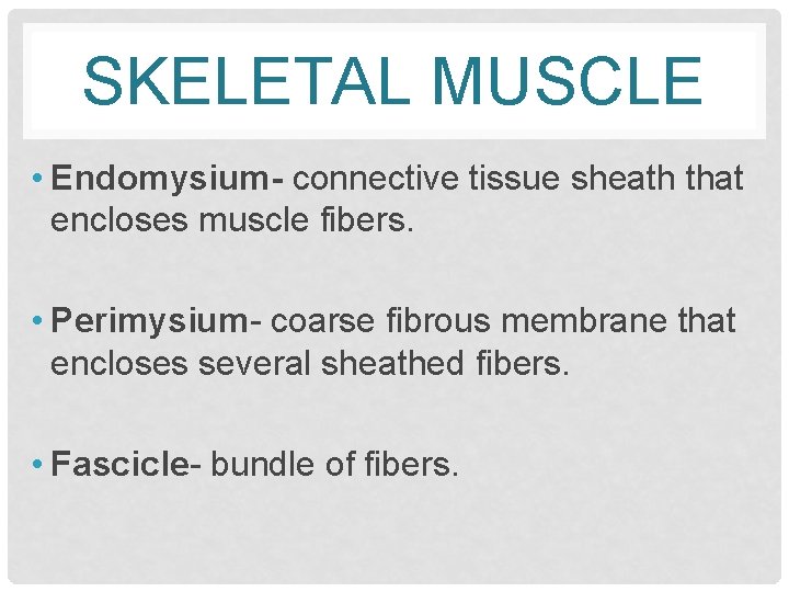 SKELETAL MUSCLE • Endomysium- connective tissue sheath that encloses muscle fibers. • Perimysium- coarse