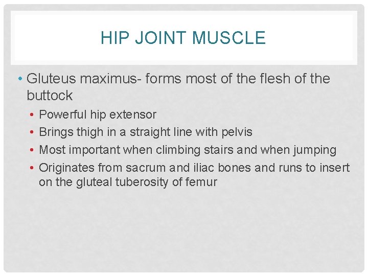 HIP JOINT MUSCLE • Gluteus maximus- forms most of the flesh of the buttock