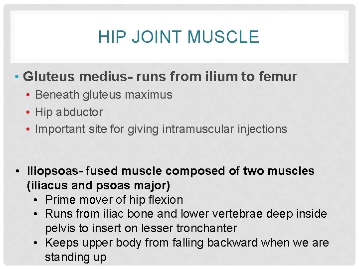 HIP JOINT MUSCLE • Gluteus medius- runs from ilium to femur • Beneath gluteus