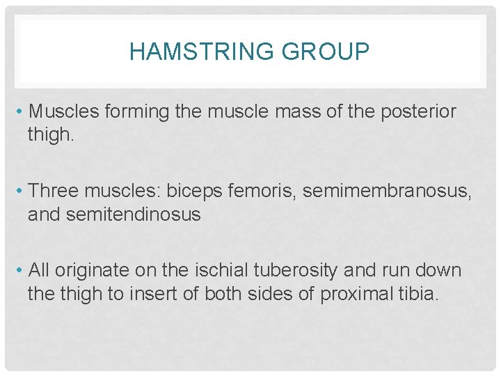 HAMSTRING GROUP • Muscles forming the muscle mass of the posterior thigh. • Three