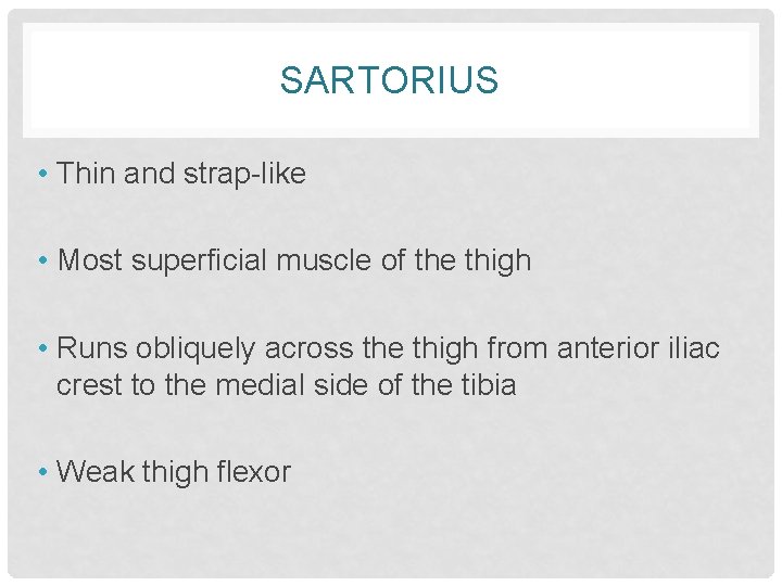 SARTORIUS • Thin and strap-like • Most superficial muscle of the thigh • Runs