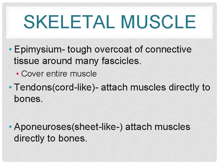 SKELETAL MUSCLE • Epimysium- tough overcoat of connective tissue around many fascicles. • Cover