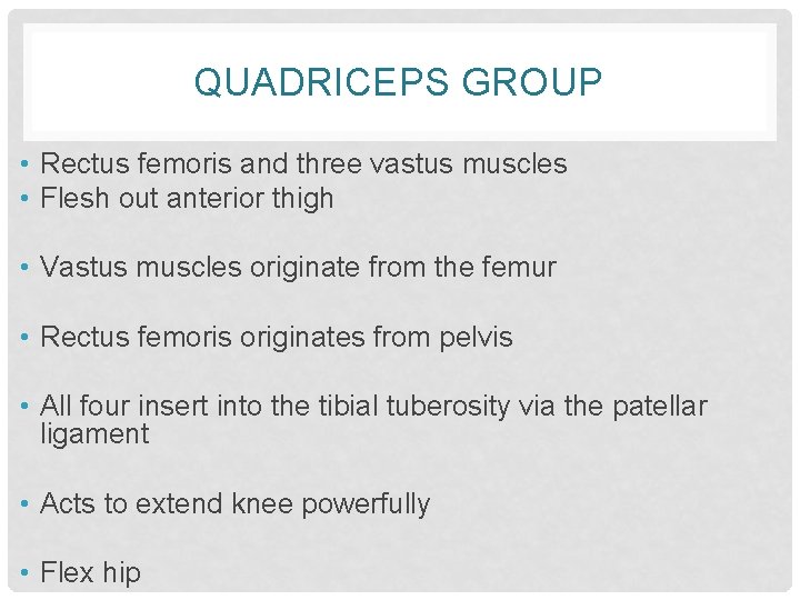 QUADRICEPS GROUP • Rectus femoris and three vastus muscles • Flesh out anterior thigh