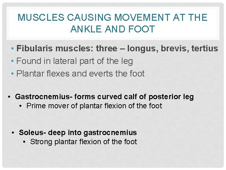 MUSCLES CAUSING MOVEMENT AT THE ANKLE AND FOOT • Fibularis muscles: three – longus,
