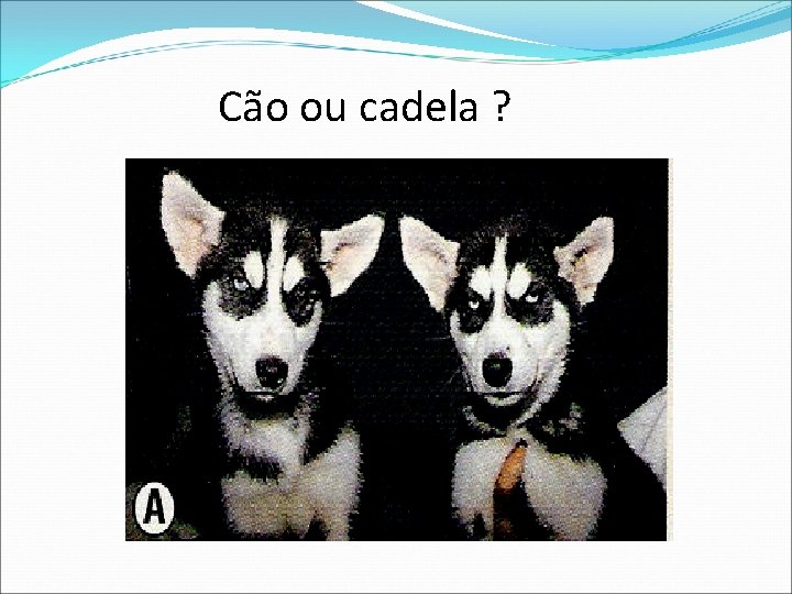 Cão ou cadela ? 