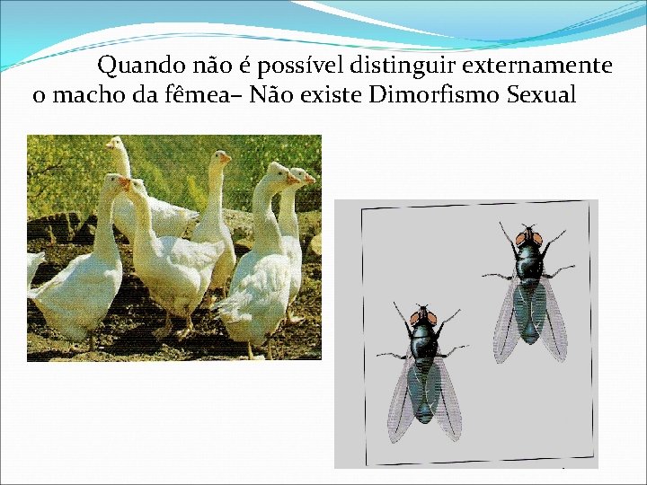 Quando não é possível distinguir externamente o macho da fêmea– Não existe Dimorfismo Sexual