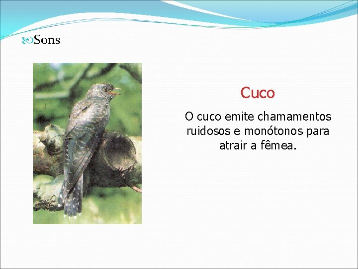  Sons Cuco O cuco emite chamamentos ruidosos e monótonos para atrair a fêmea.