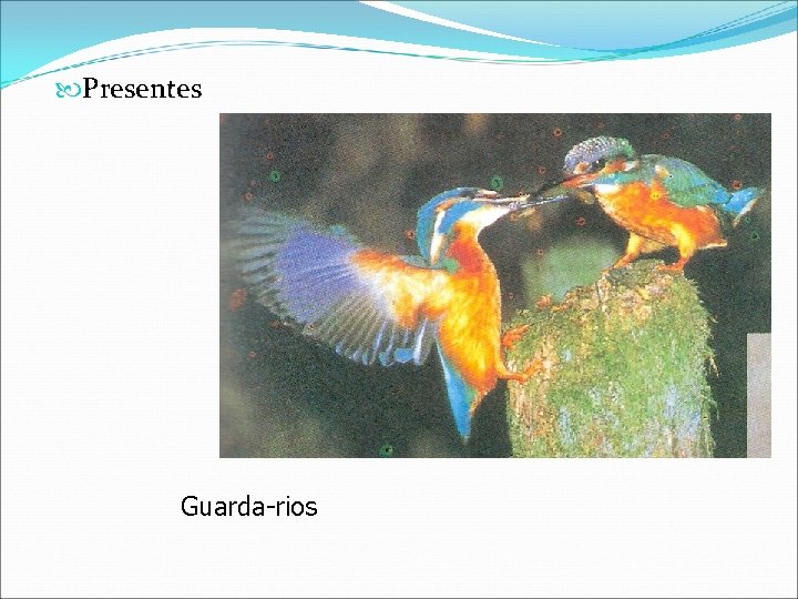  Presentes Guarda-rios 