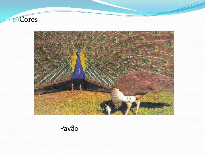  Cores Pavão 