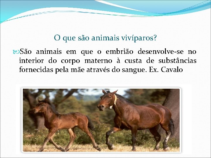 O que são animais vivíparos? São animais em que o embrião desenvolve-se no interior