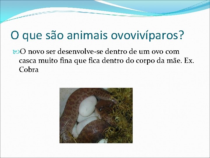 O que são animais ovovivíparos? O novo ser desenvolve-se dentro de um ovo com