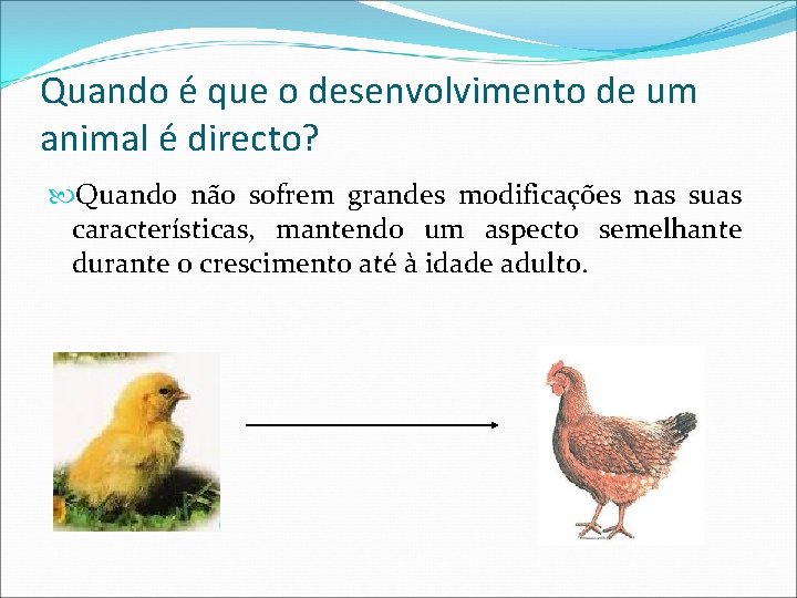 Quando é que o desenvolvimento de um animal é directo? Quando não sofrem grandes