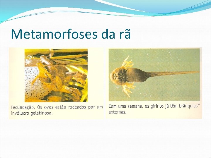 Metamorfoses da rã 