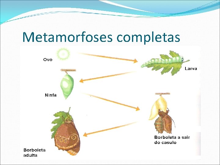 Metamorfoses completas 