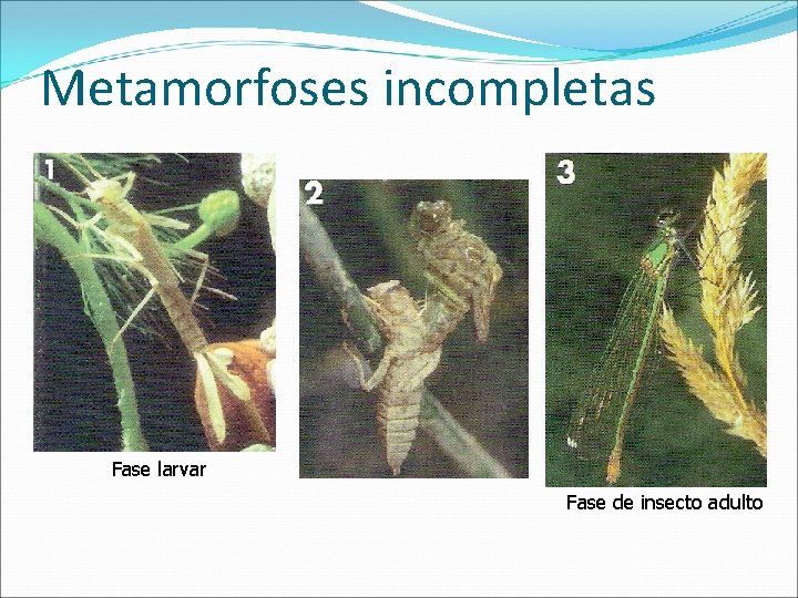 Metamorfoses incompletas Fase larvar Fase de insecto adulto 