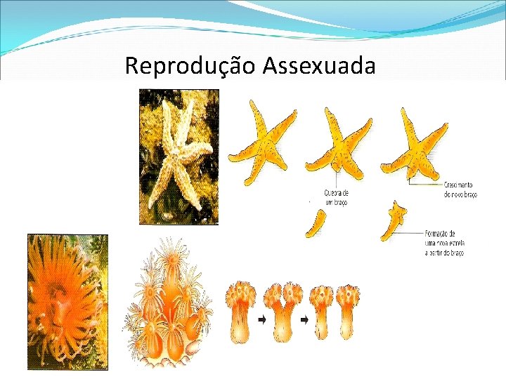 Reprodução Assexuada 