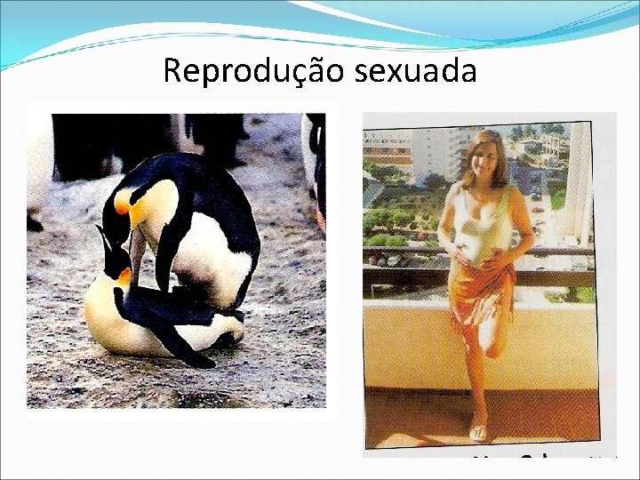 Reprodução sexuada 