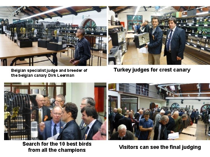 Belgian specialist judge and breeder of the belgian canary Dirk Leerman Search for the