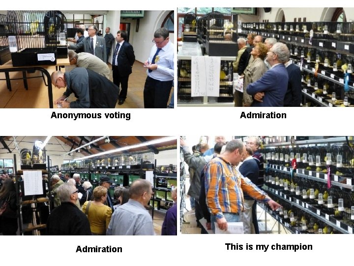 Anonymous voting Admiration This is my champion 