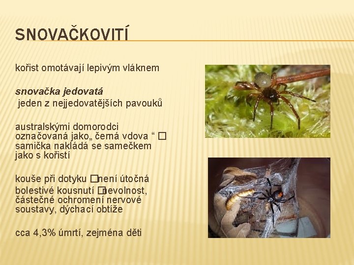 SNOVAČKOVITÍ kořist omotávají lepivým vláknem snovačka jedovatá jeden z nejjedovatějších pavouků australskými domorodci označovaná