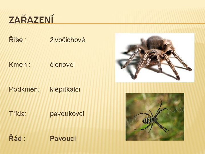 ZAŘAZENÍ Říše : živočichové Kmen : členovci Podkmen: klepítkatci Třída: pavoukovci Řád : Pavouci