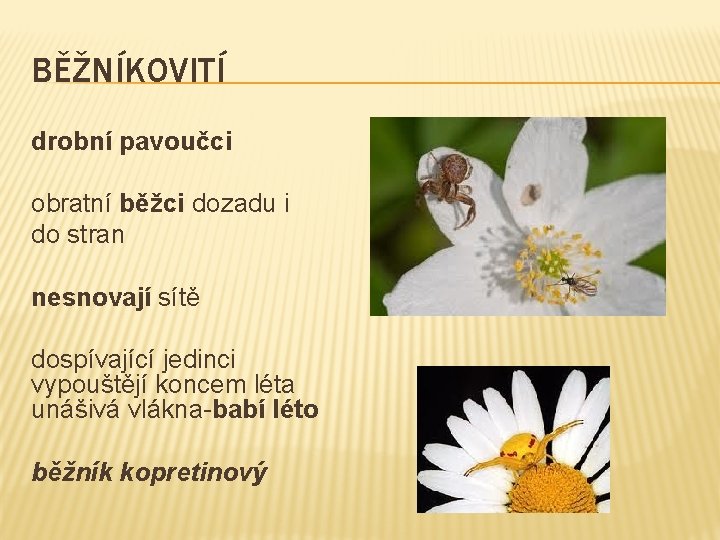 BĚŽNÍKOVITÍ drobní pavoučci obratní běžci dozadu i do stran nesnovají sítě dospívající jedinci vypouštějí