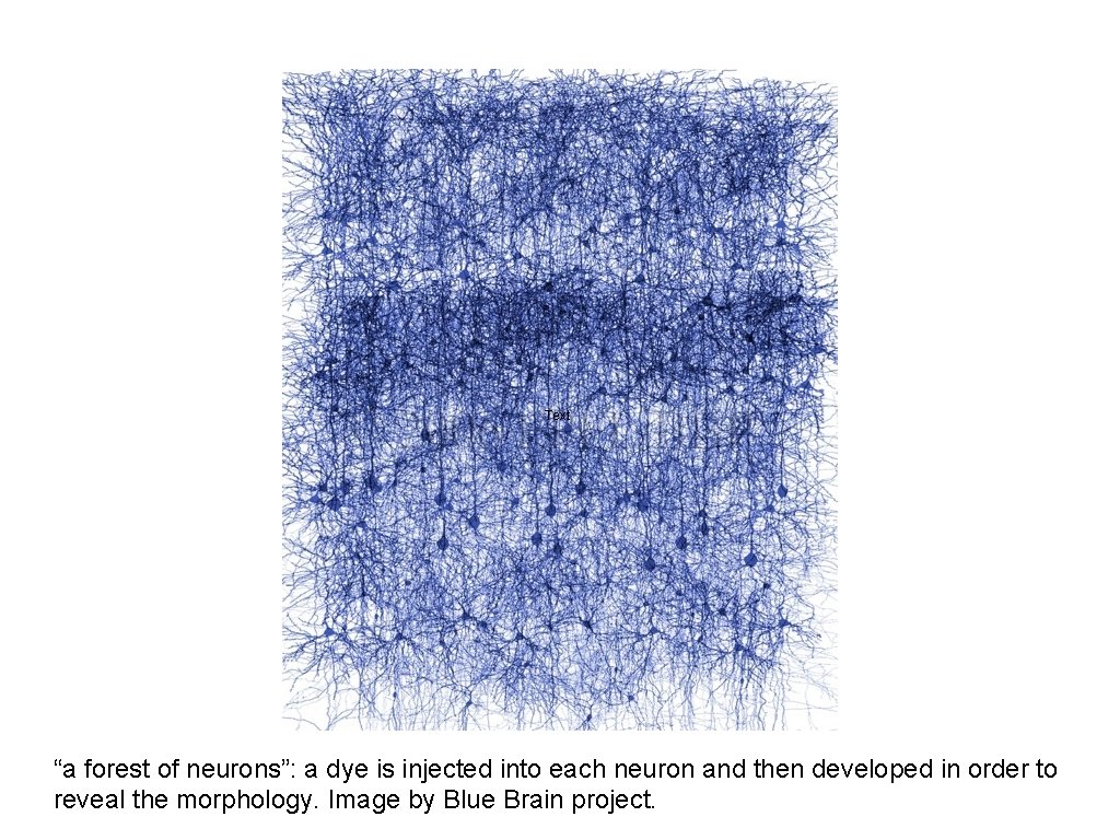 Text “a forest of neurons”: a dye is injected into each neuron and then