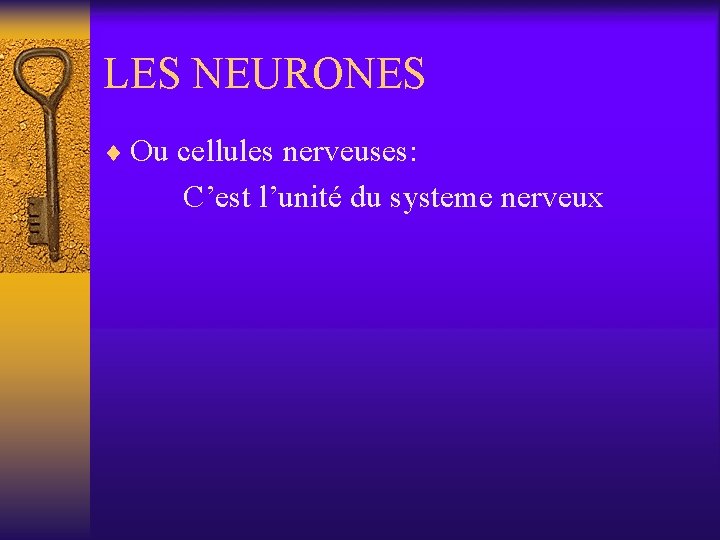 LES NEURONES ¨ Ou cellules nerveuses: C’est l’unité du systeme nerveux 