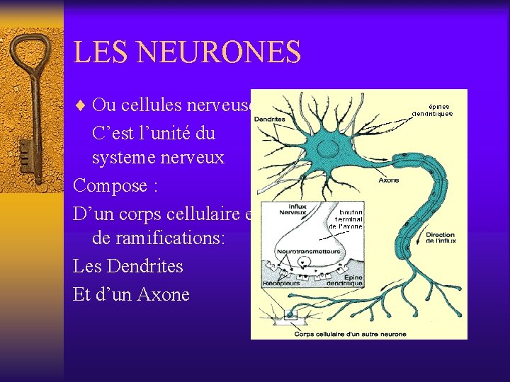 LES NEURONES ¨ Ou cellules nerveuses: C’est l’unité du systeme nerveux Compose : D’un