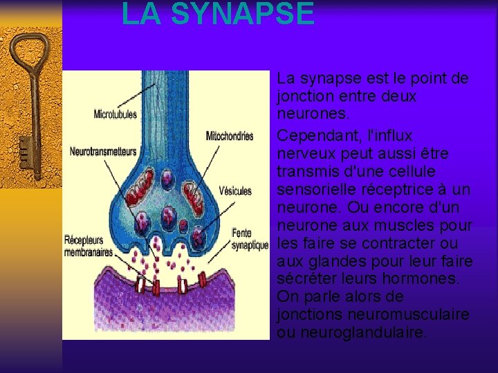 LA SYNAPSE ¨ La synapse est le point de jonction entre deux neurones. ¨