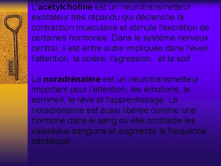 L'acétylcholine est un neurotransmetteur excitateur très répandu qui déclenche la contraction musculaire et stimule