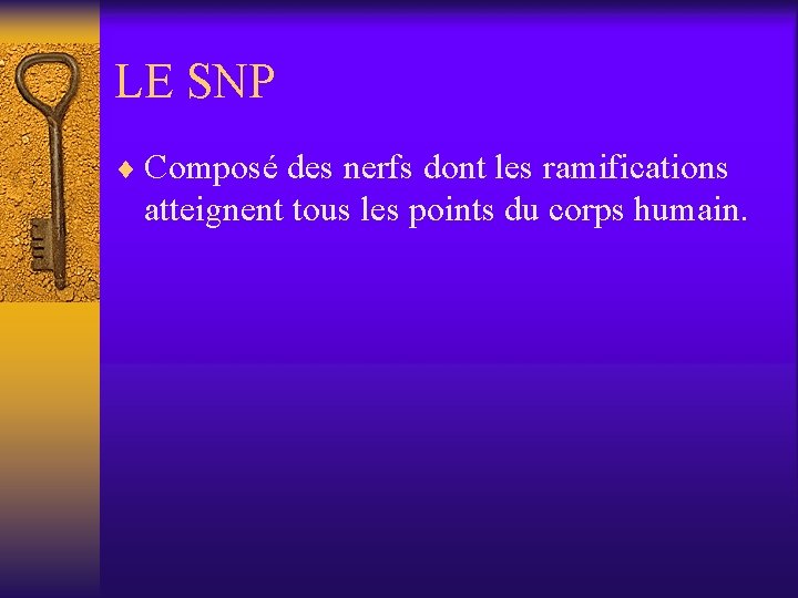 LE SNP ¨ Composé des nerfs dont les ramifications atteignent tous les points du