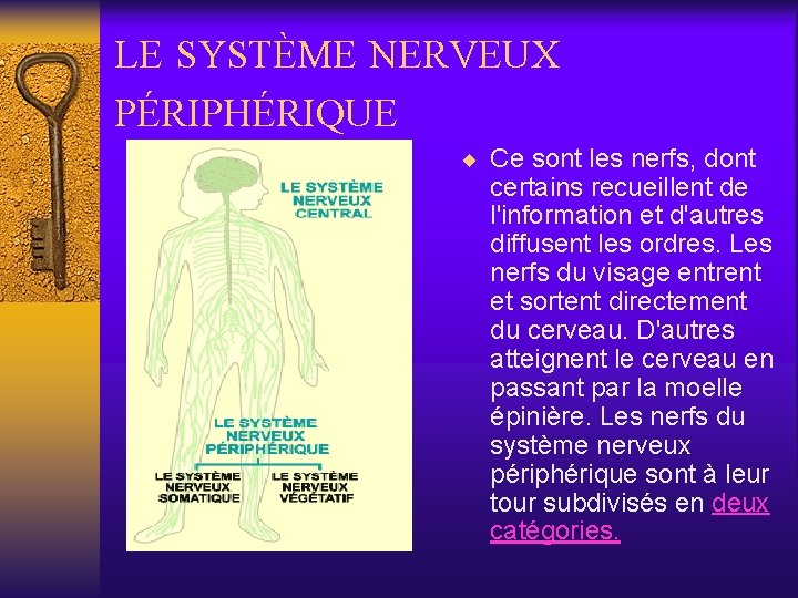 LE SYSTÈME NERVEUX PÉRIPHÉRIQUE ¨ Ce sont les nerfs, dont certains recueillent de l'information