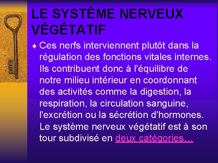 LE SYSTÈME NERVEUX VÉGÉTATIF ¨ Ces nerfs interviennent plutôt dans la régulation des fonctions