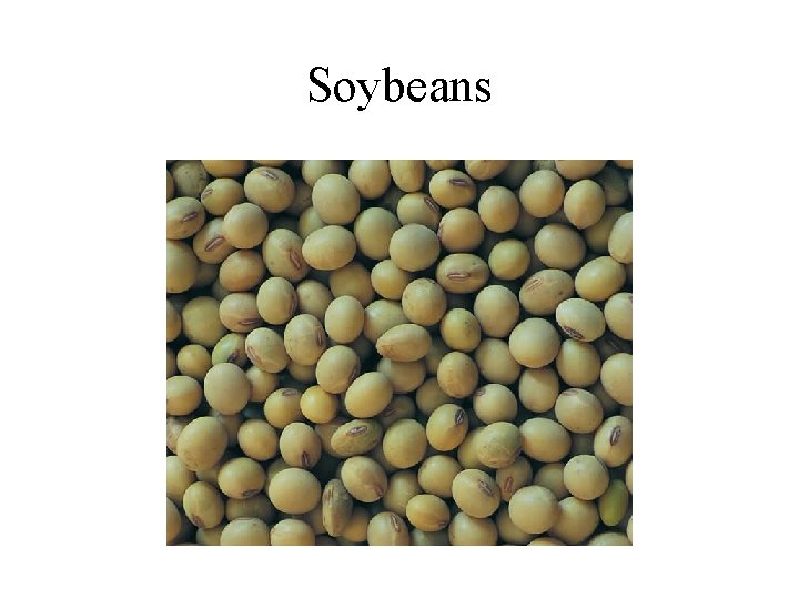 Soybeans 