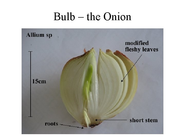 Bulb – the Onion 