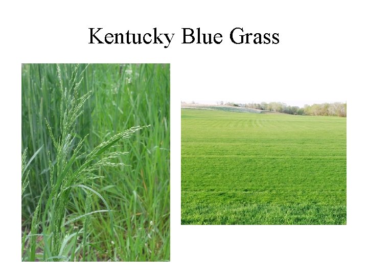 Kentucky Blue Grass 