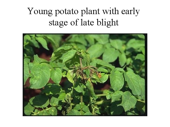 Young potato plant with early stage of late blight 