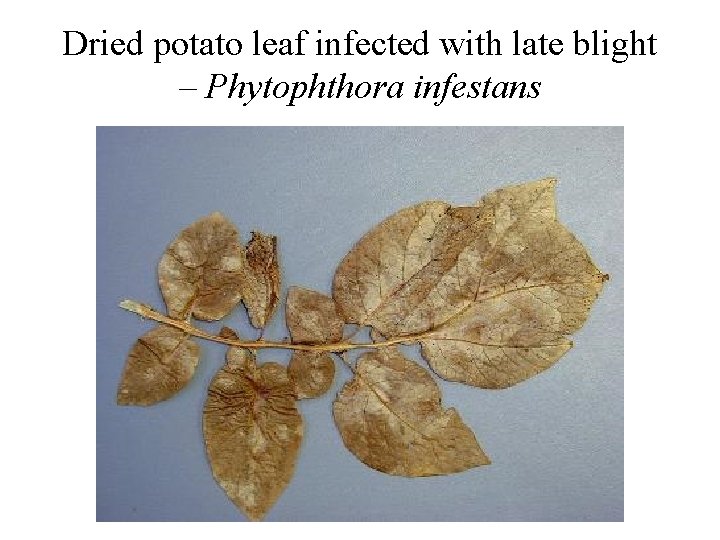 Dried potato leaf infected with late blight – Phytophthora infestans 