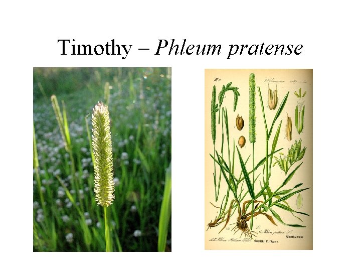 Timothy – Phleum pratense 